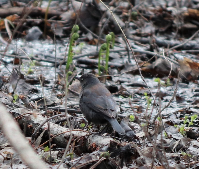 Rusty Blackbird - ML232968021