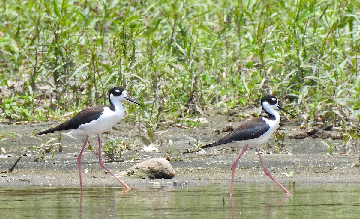 Cigüeñuela Cuellinegra - ML232968491