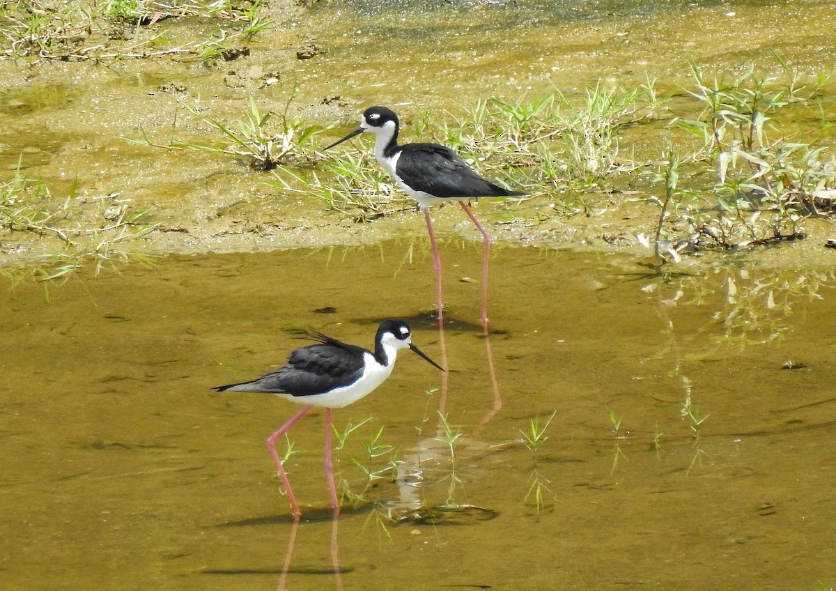 Schwarznacken-Stelzenläufer - ML232968571