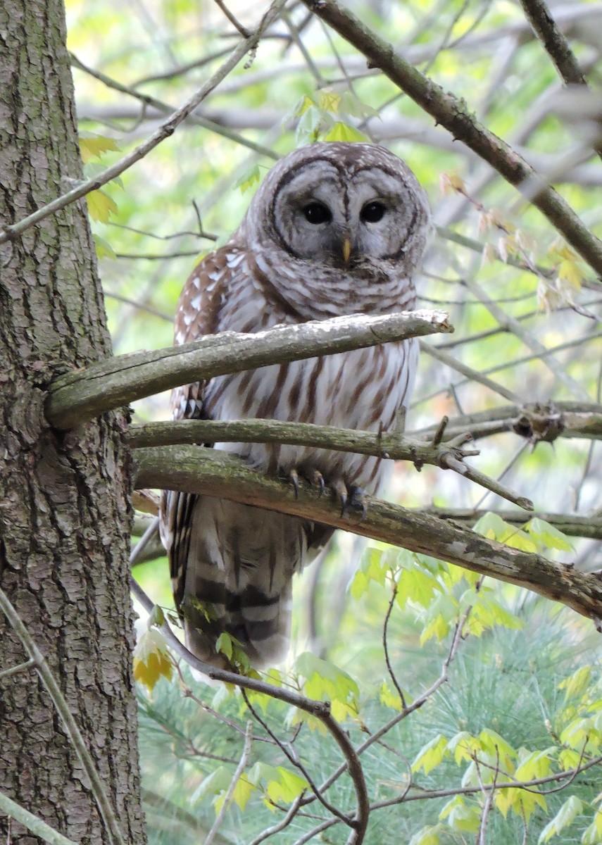 Barred Owl - Christopher Dyer