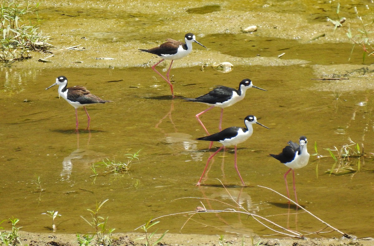 Black-necked Stilt - ML232969301