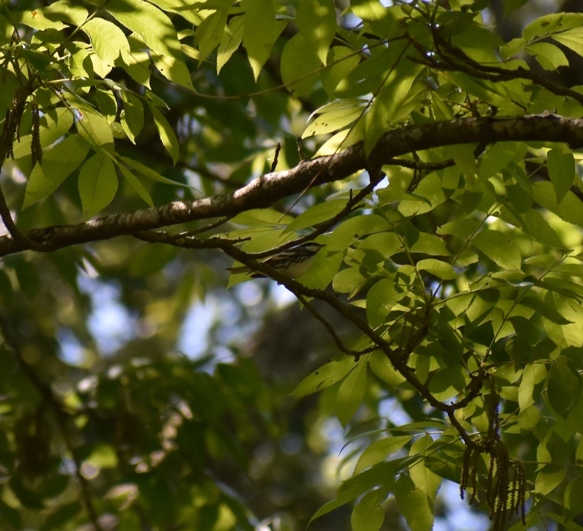 Blackpoll Warbler - Gabe Hargrove