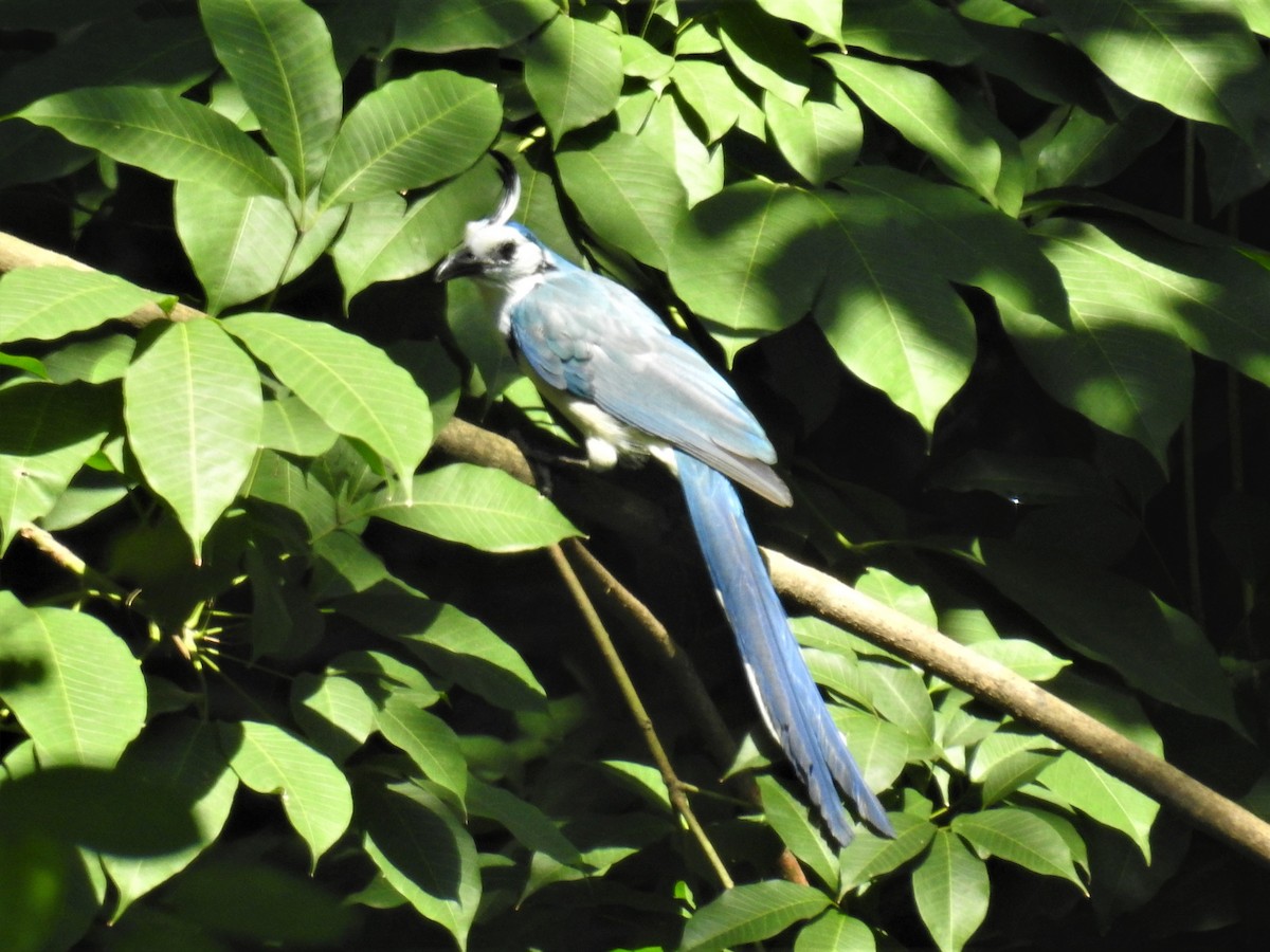 White-throated Magpie-Jay - ML232971271