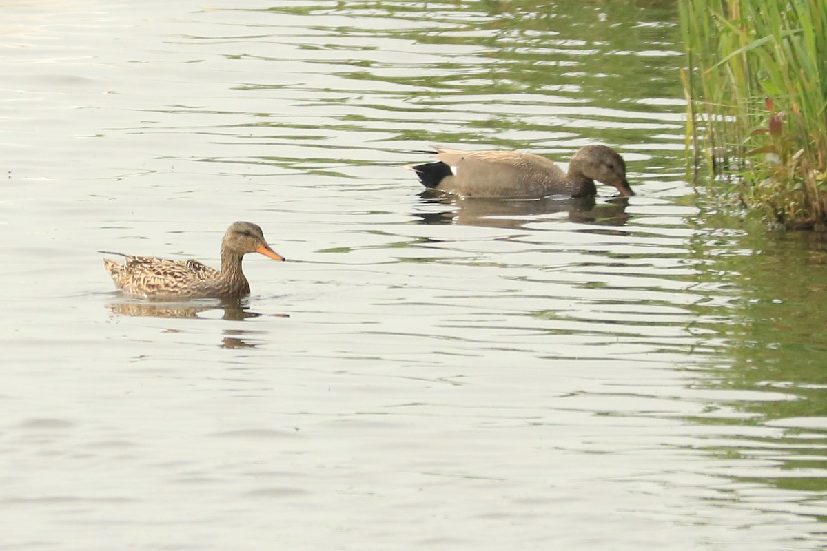 Бор нугас - ML232972001