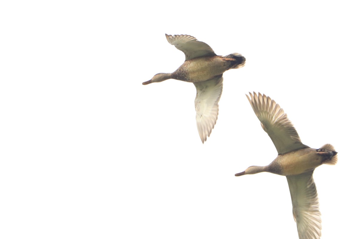 Бор нугас - ML232972011