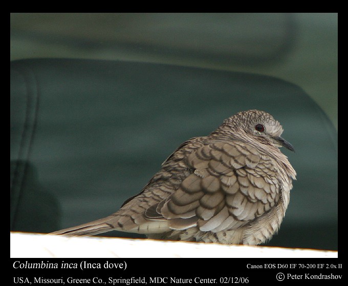 Inca Dove - ML232972401