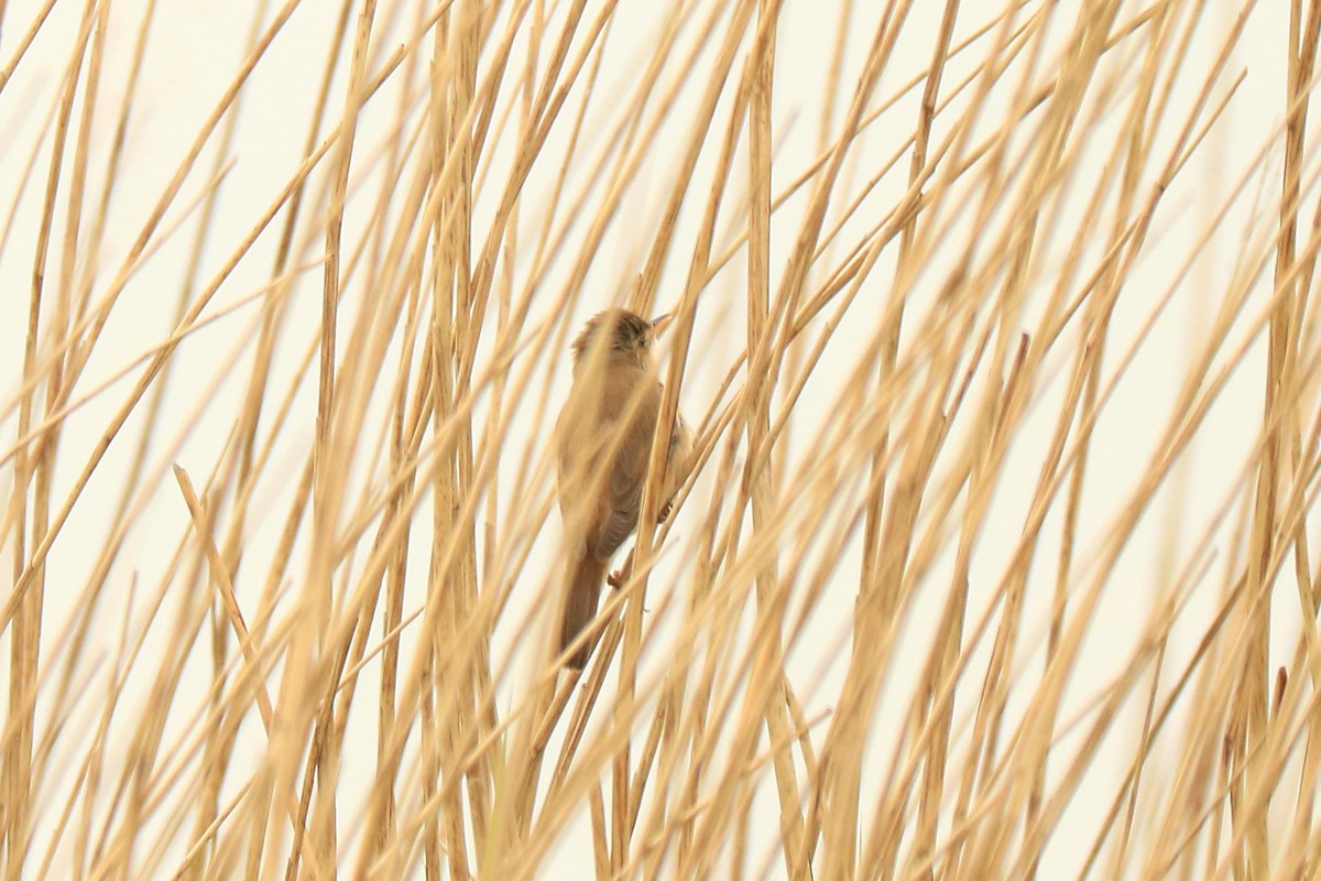 Common Reed Warbler - ML232972611