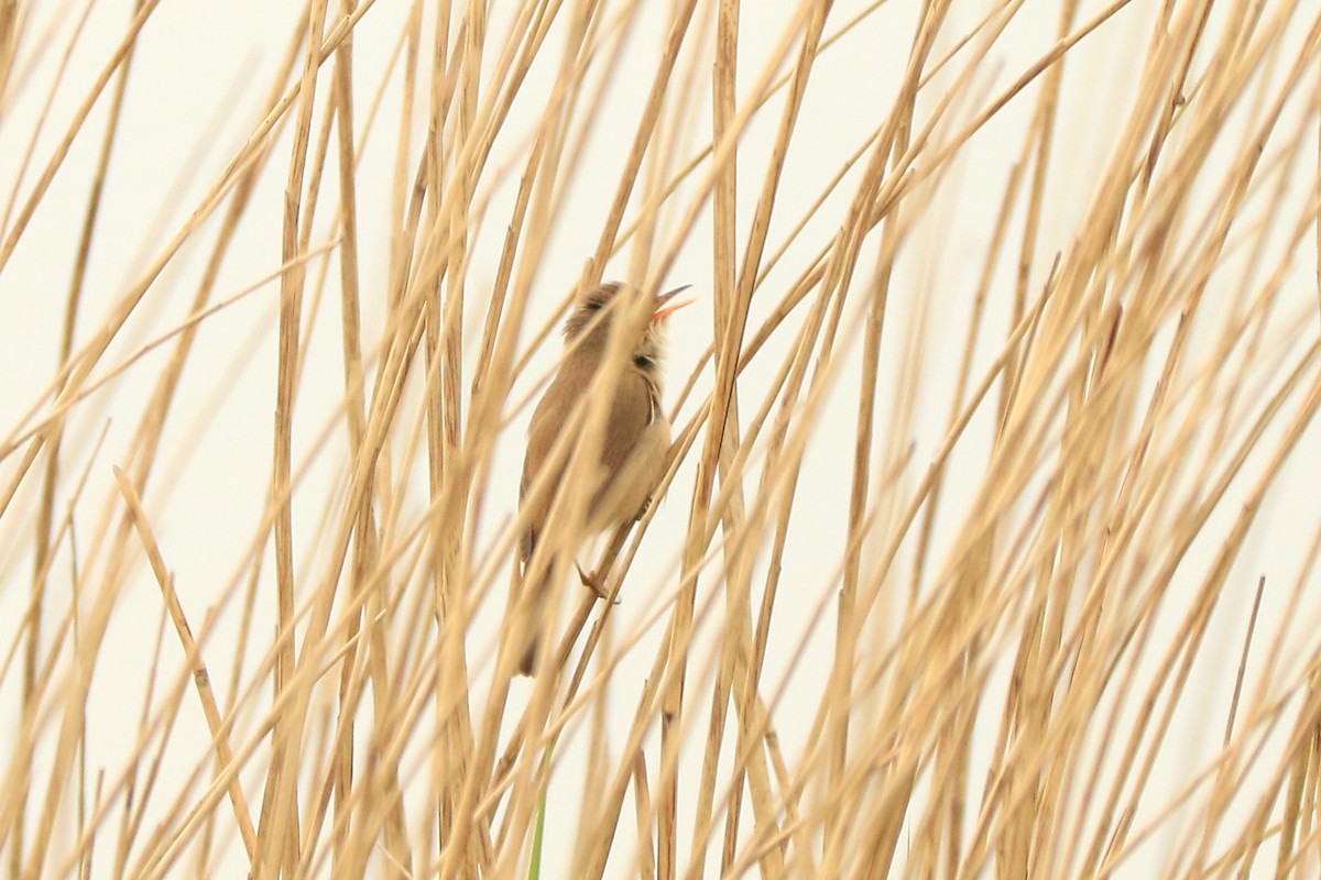 Common Reed Warbler - ML232972631