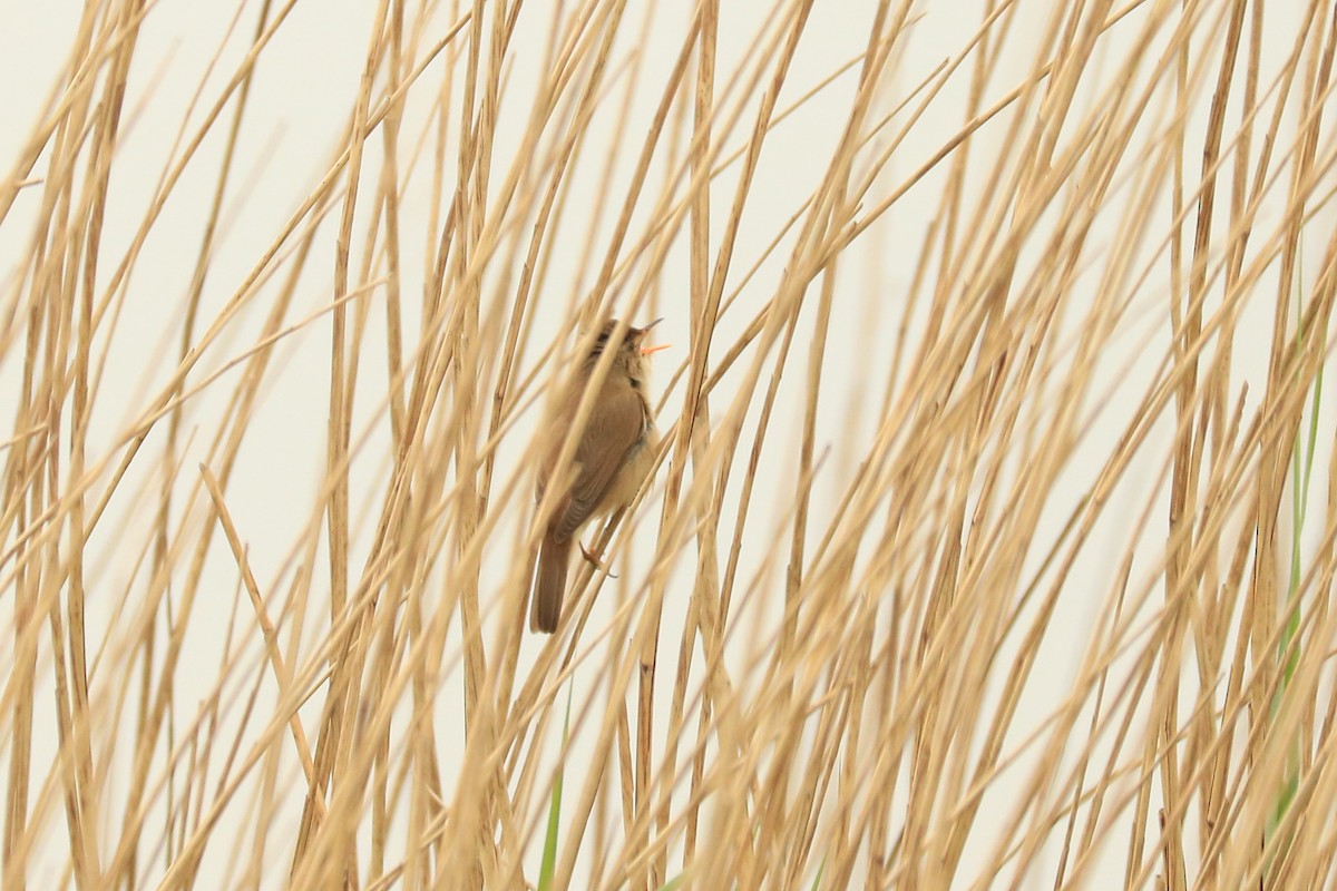 Common Reed Warbler - ML232972641
