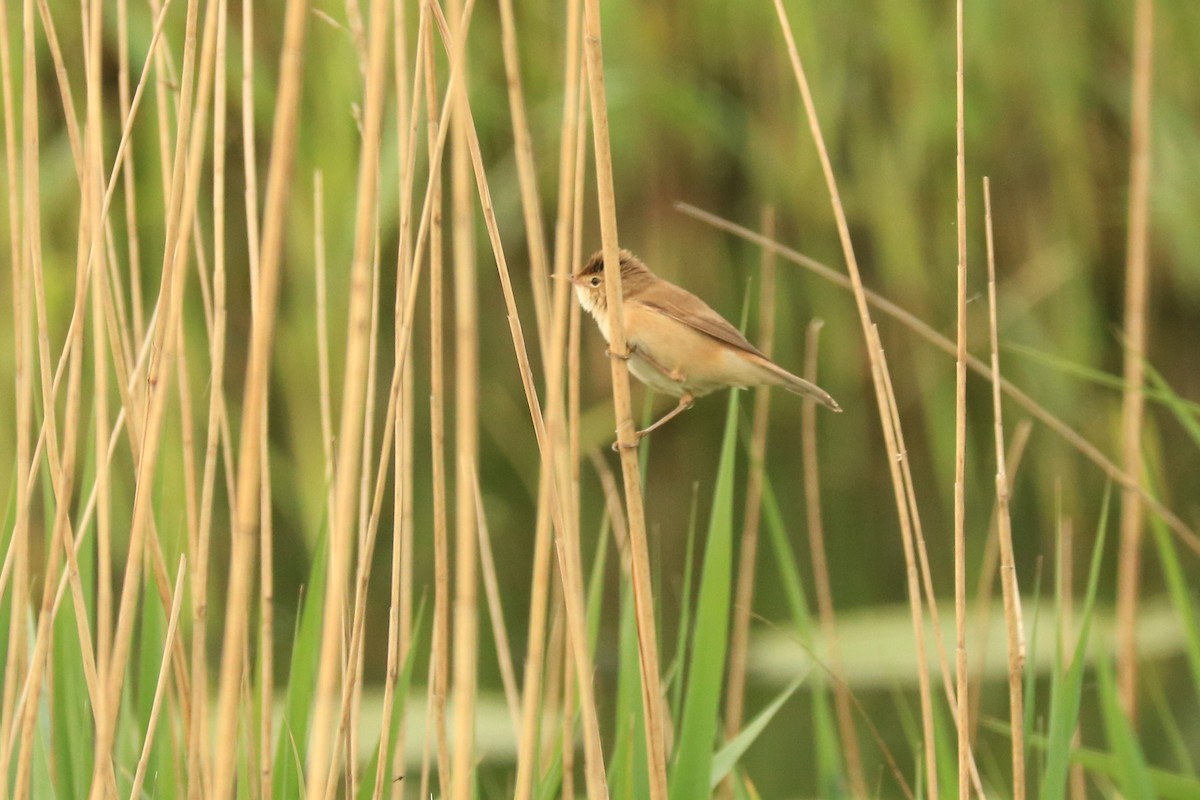 Common Reed Warbler - ML232972651