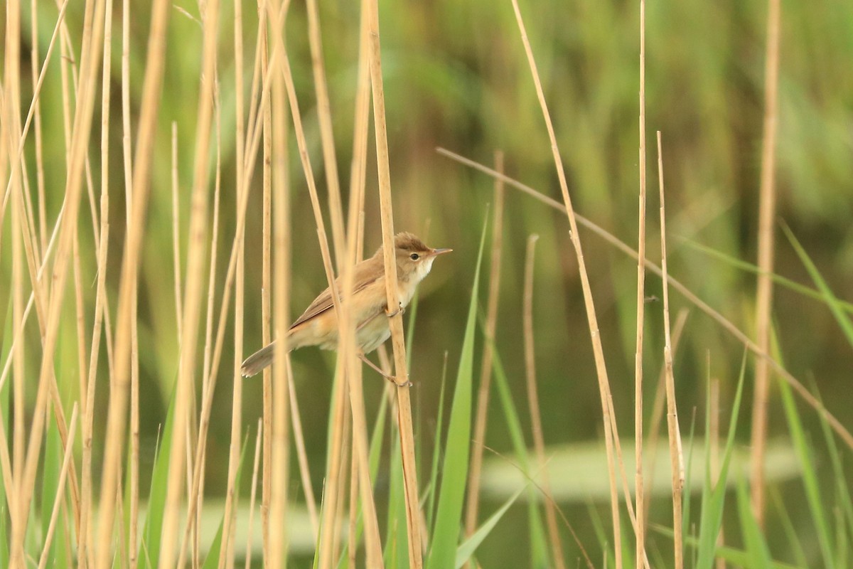 Common Reed Warbler - ML232972671