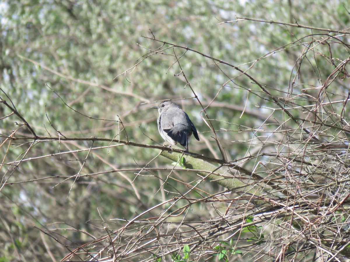 Gray Catbird - ML232973631