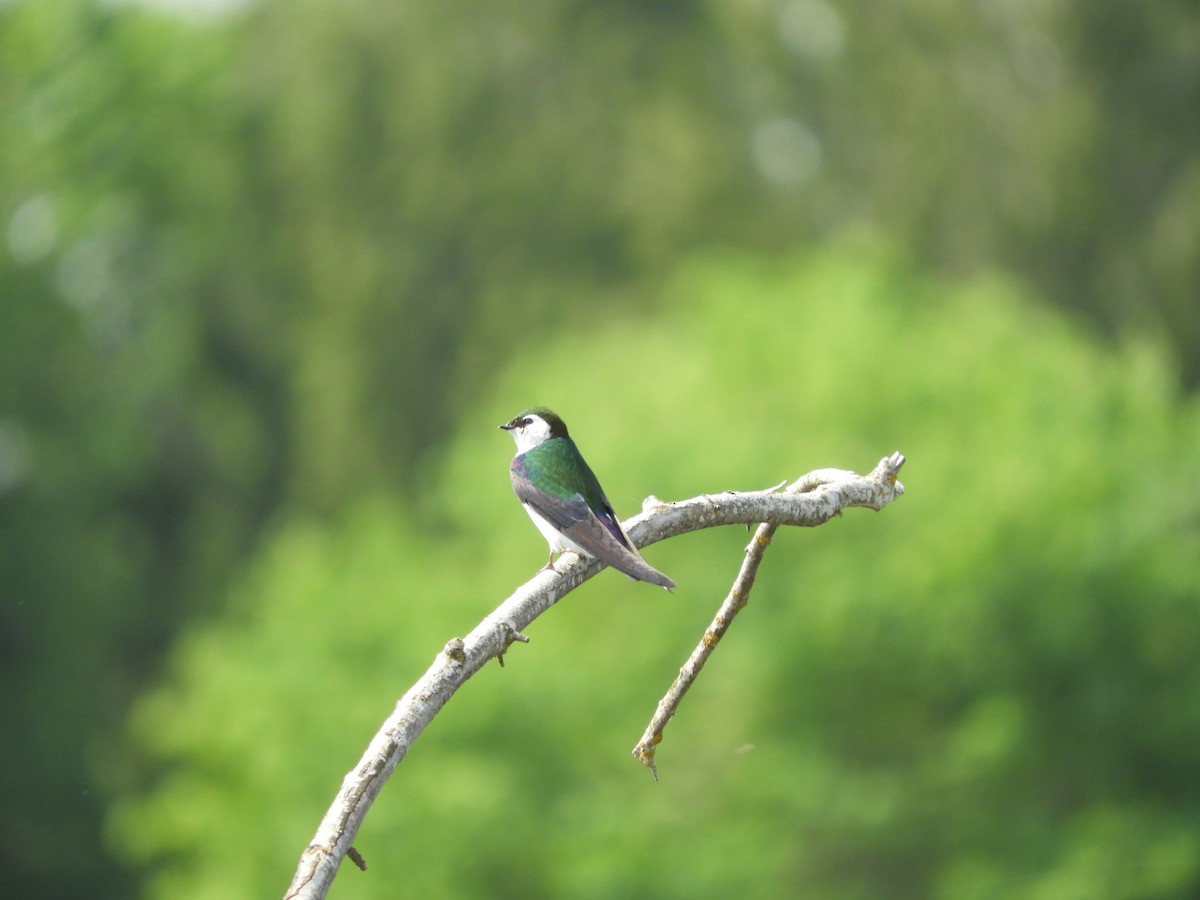 Violet-green Swallow - ML232974531
