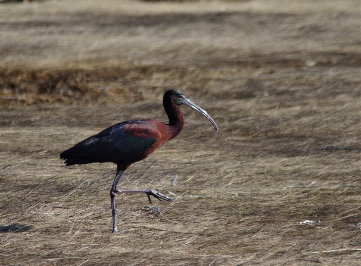 ibis hnědý - ML232975021