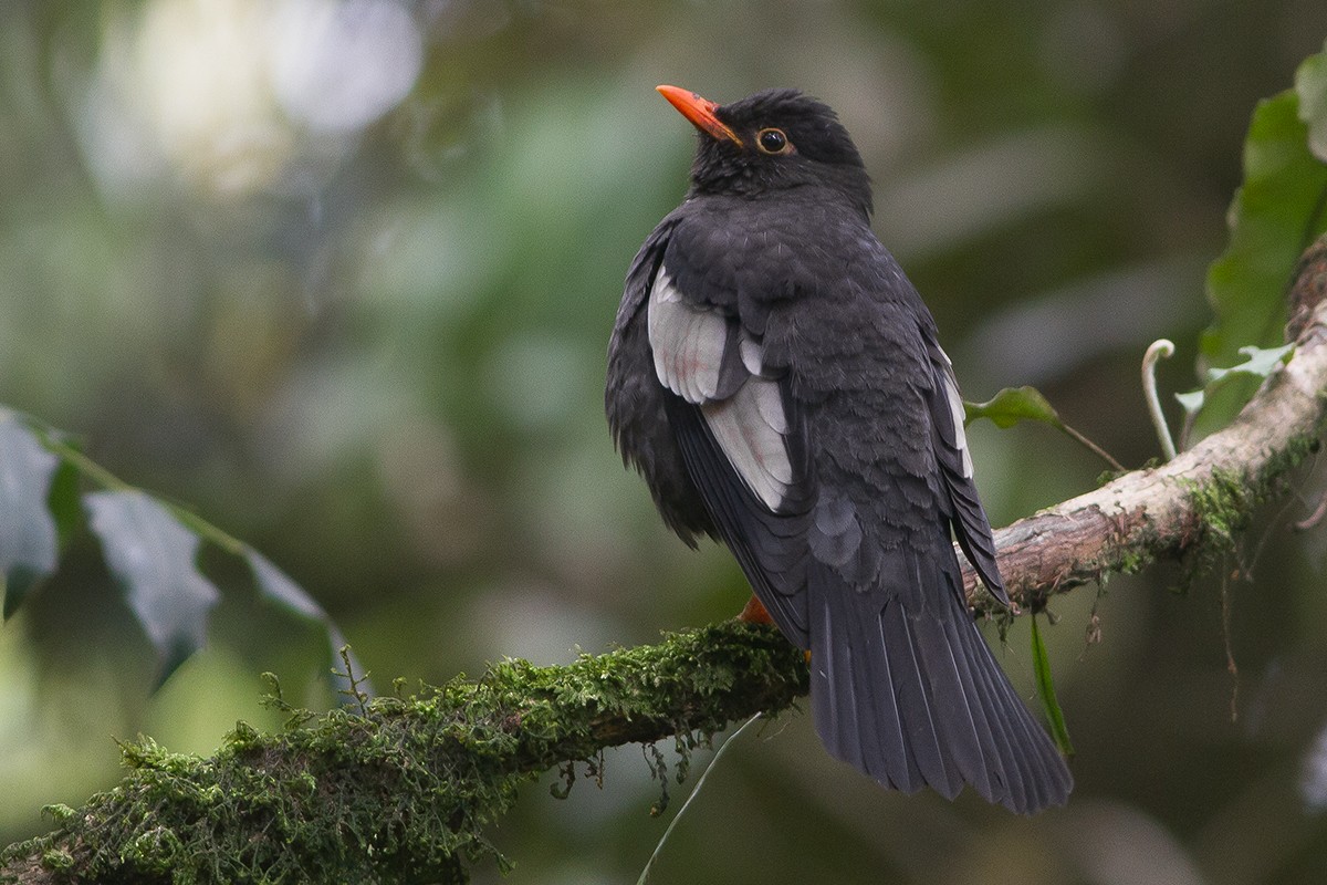 Gray-winged Blackbird - ML232975821