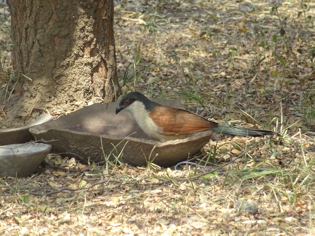 Senegal Coucal - ML23297651