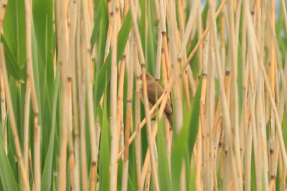 Common Reed Warbler - ML232977131