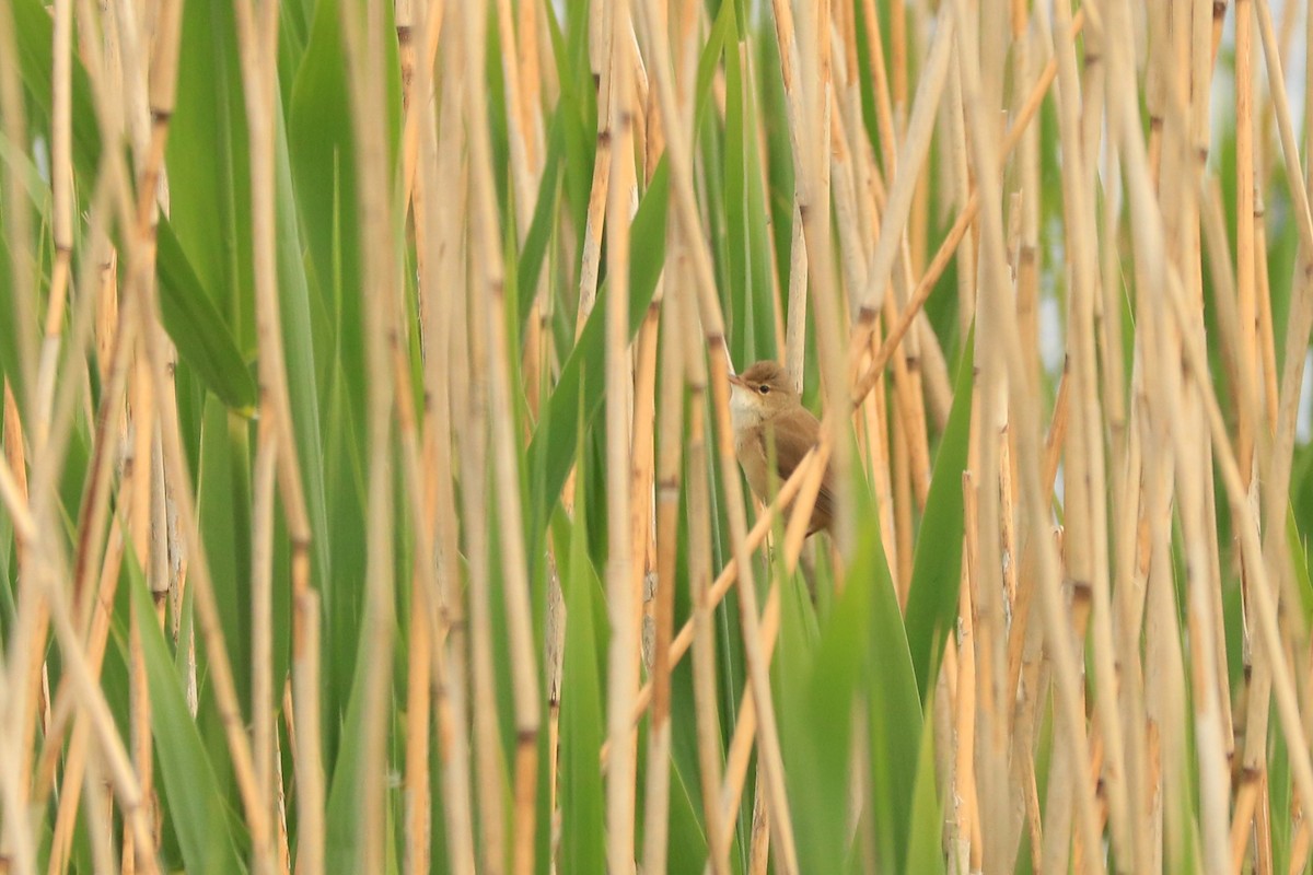 Common Reed Warbler - ML232977171