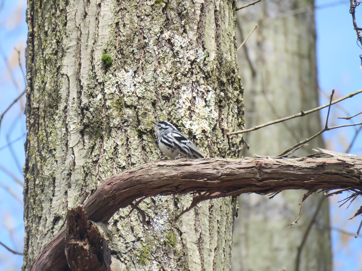 סבכון עקוד - ML232977651