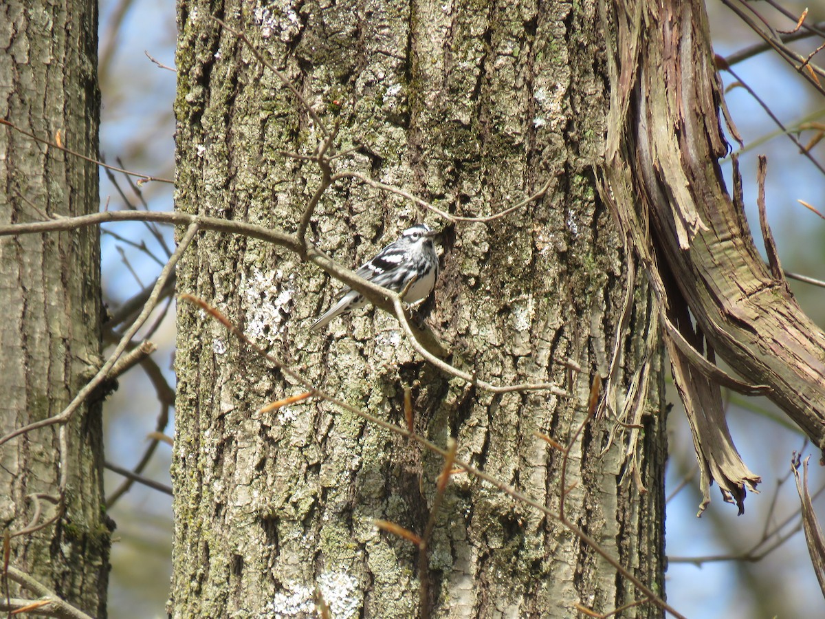 סבכון עקוד - ML232977961