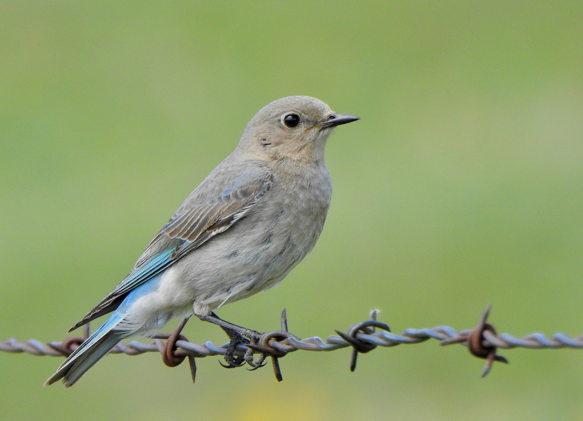 Mountain Bluebird - Kalin Ocaña