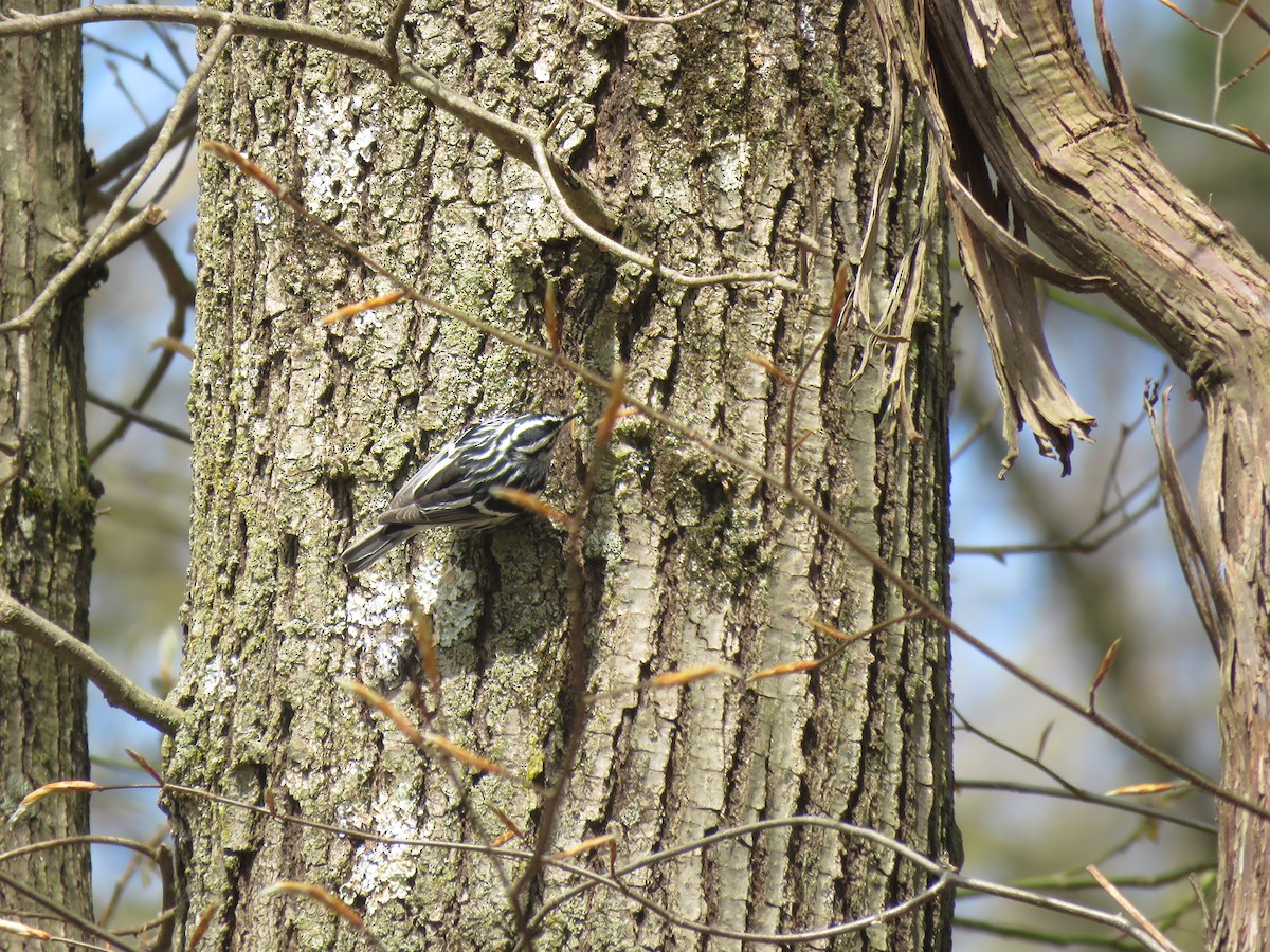 סבכון עקוד - ML232978621