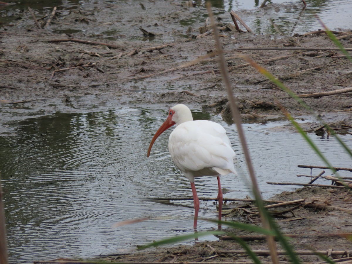 ibis bílý - ML232979781