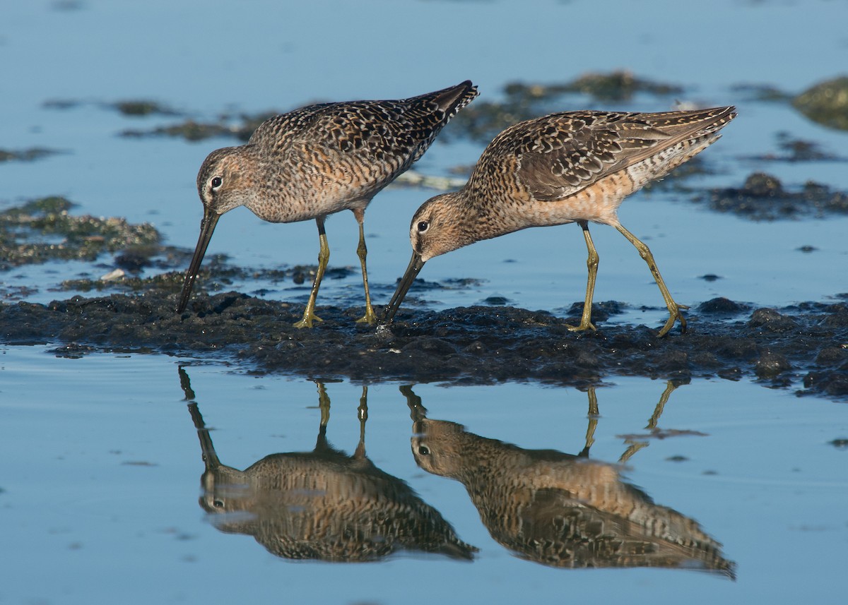 Long-billed Dowitcher - ML232980081