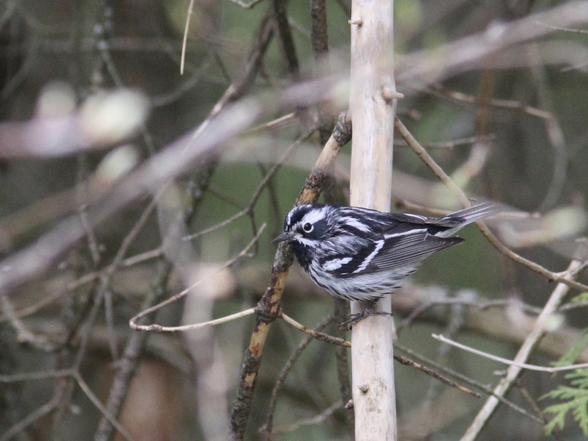 Black-and-white Warbler - ML232981261
