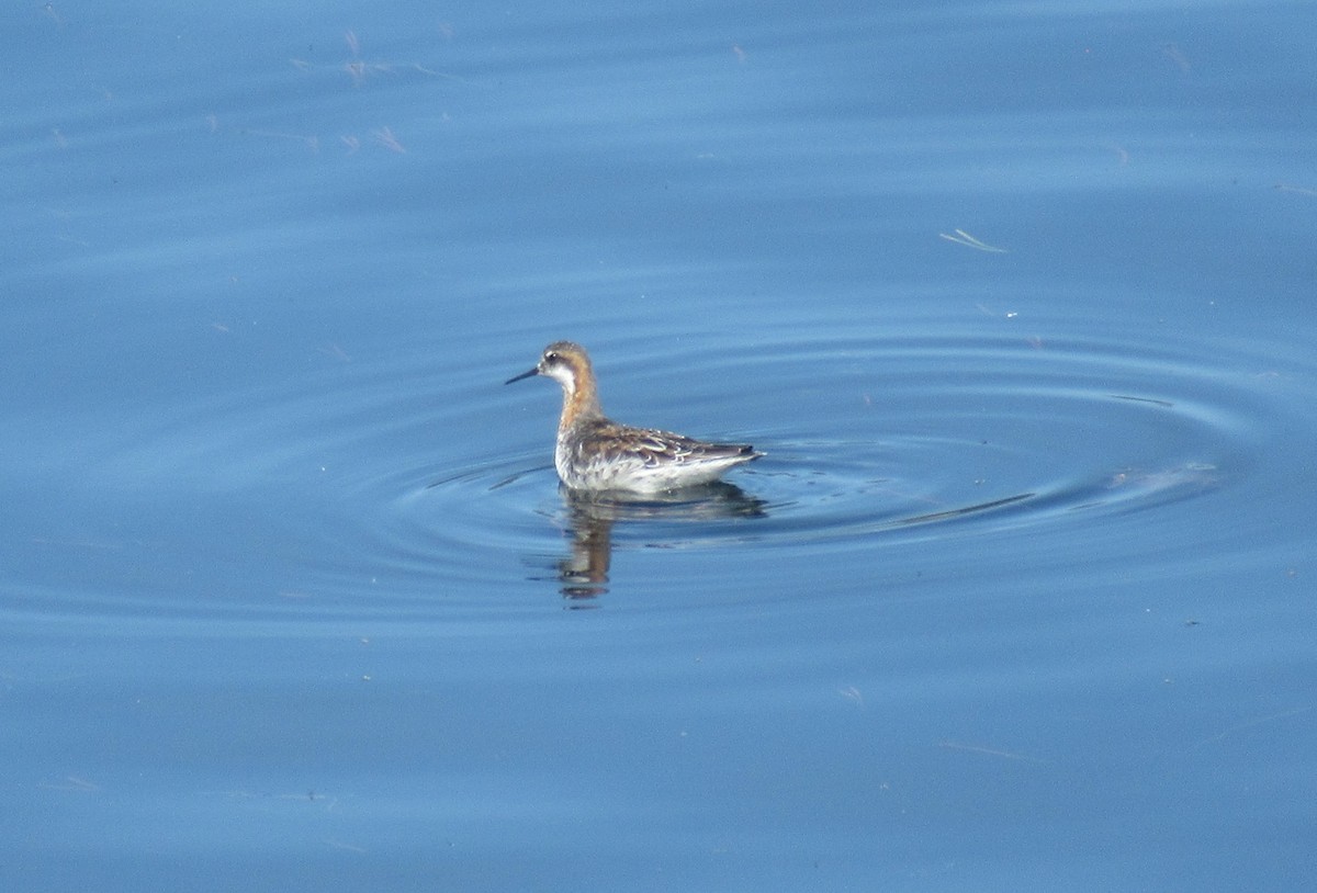 Круглоносый плавунчик - ML232982861