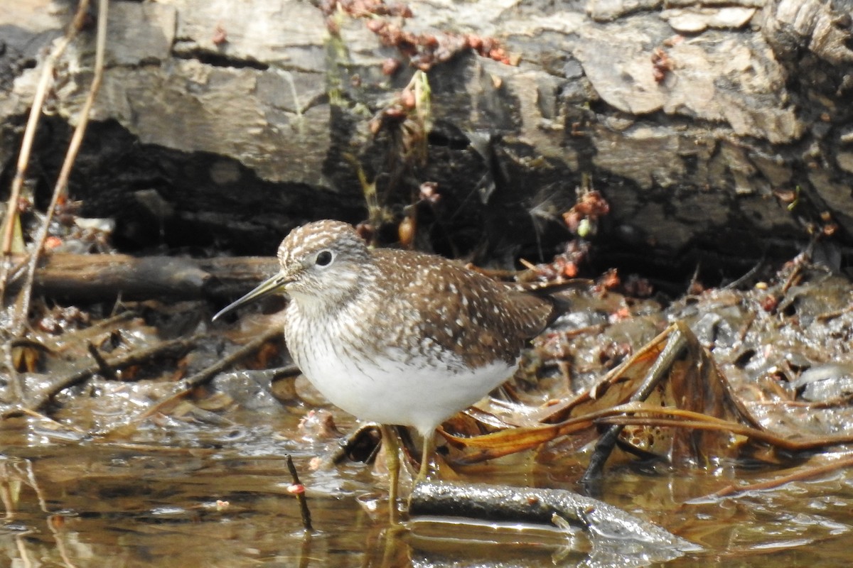 Solitary Sandpiper - Dan Belter