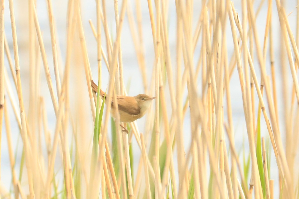 Common Reed Warbler - ML232984461