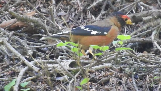 Spectacled Finch - ML232984821