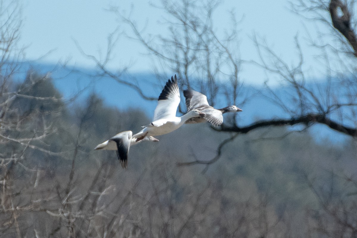 Snow Goose - Richard Littauer