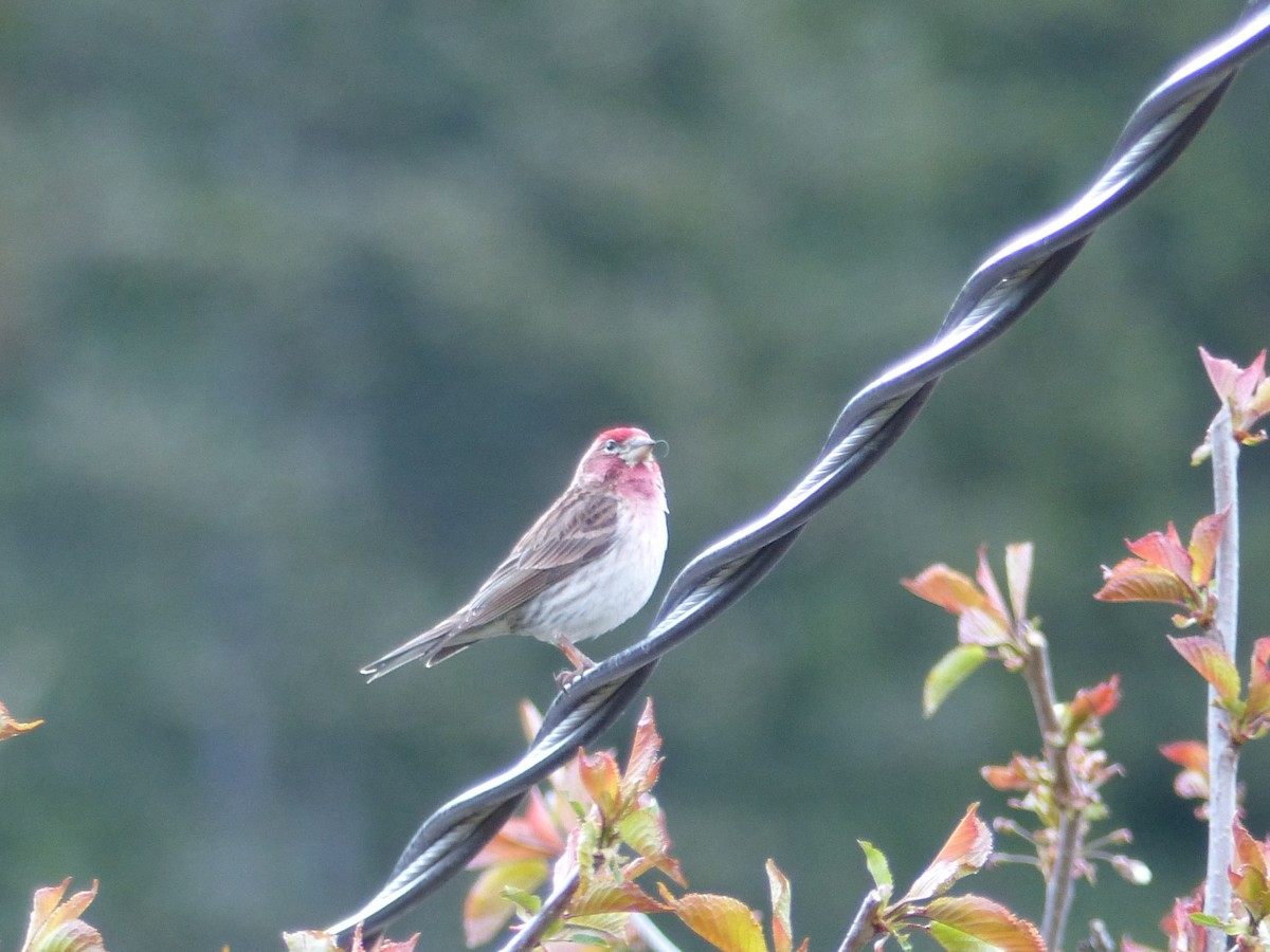 Cassin's Finch - ML232985471