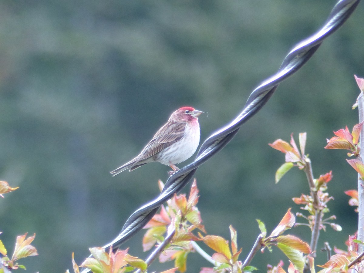 Cassin's Finch - ML232985481