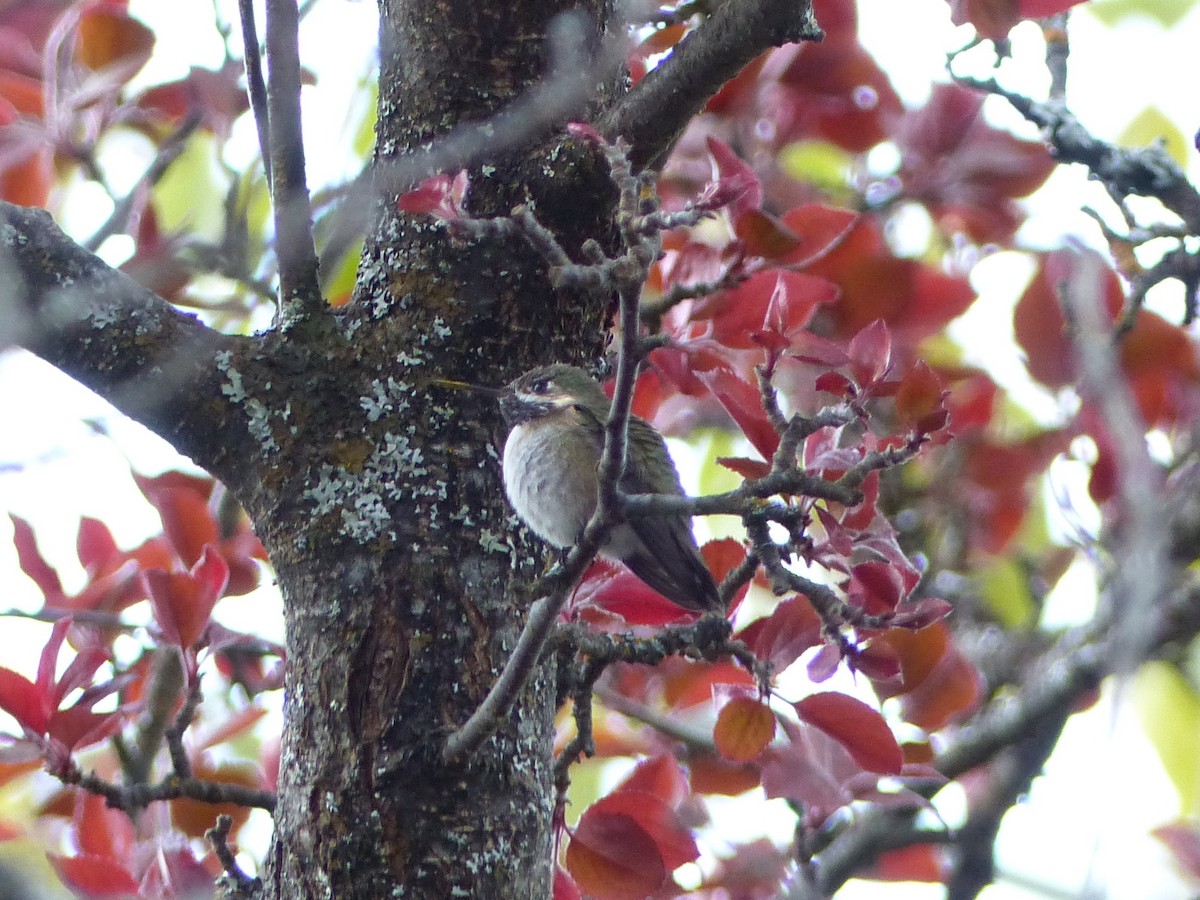 Calliope Hummingbird - ML232985571