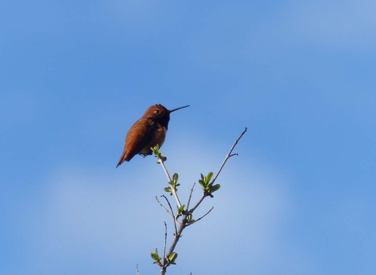 Rufous Hummingbird - ML232985711
