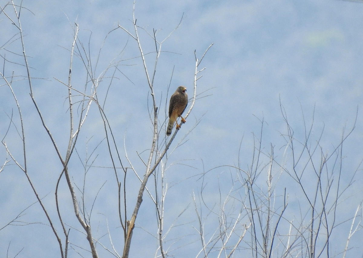 Roadside Hawk - Anonymous