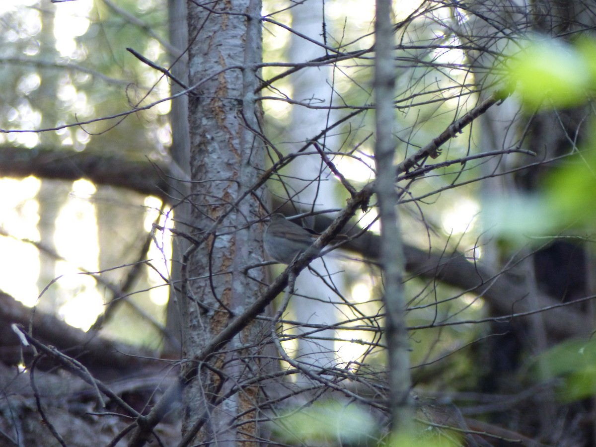 Hermit Thrush - ML232986601