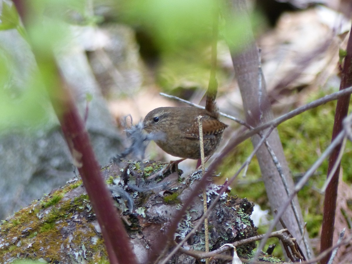 Pacific Wren - ML232986741