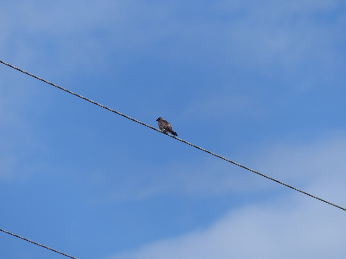 Golondrina Aserrada - ML232987001