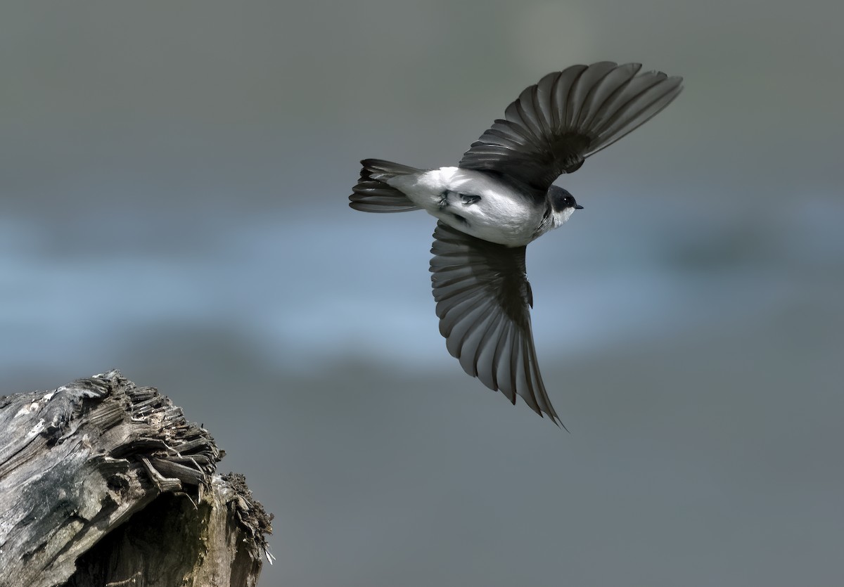 Tree Swallow - Ken Pitts