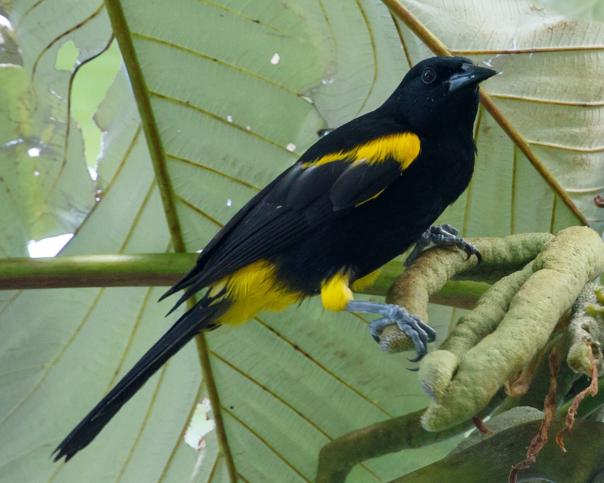 Puerto Rican Oriole - Jeff Stacey