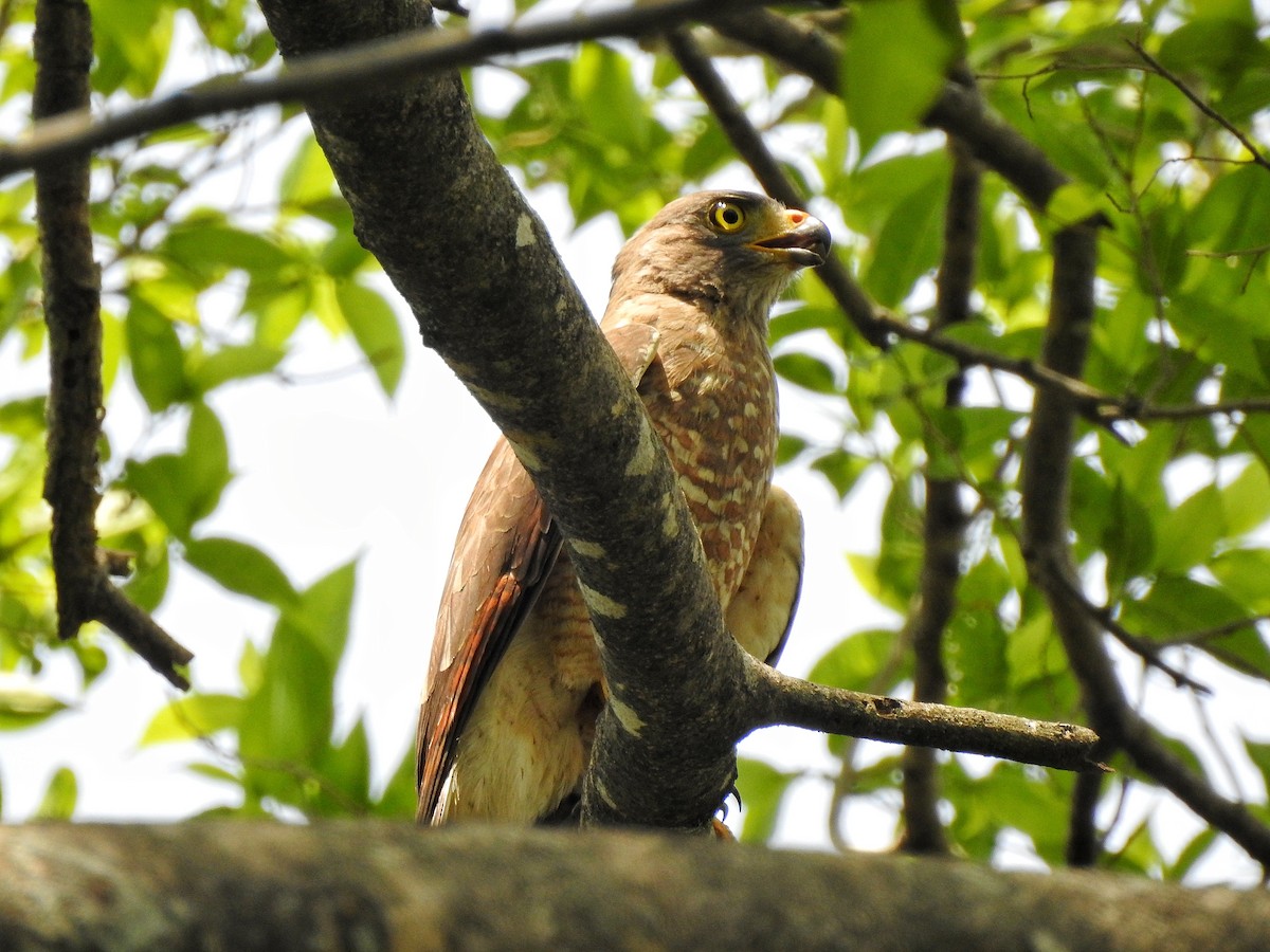 Roadside Hawk - Anonymous