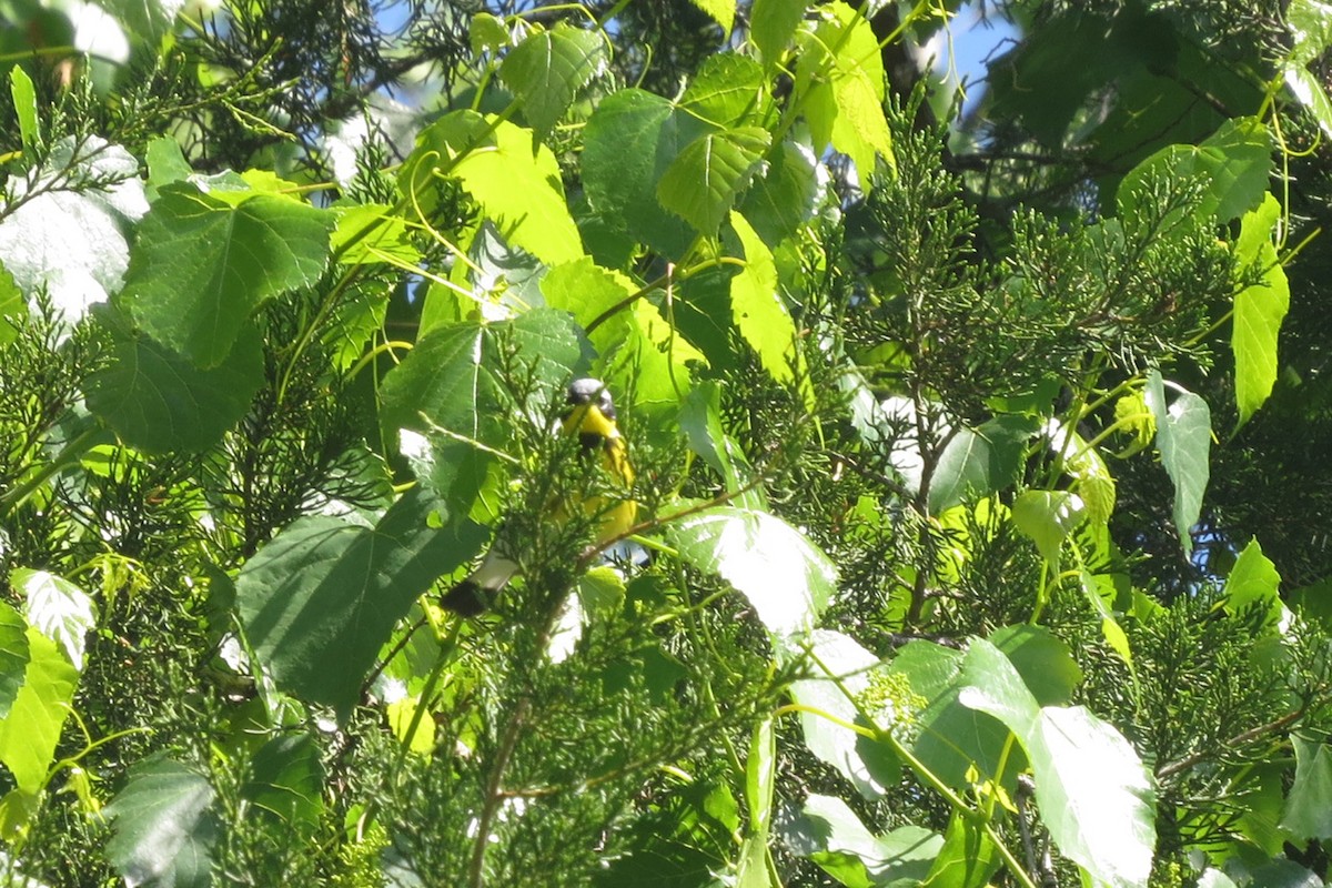Magnolia Warbler - ML232989901