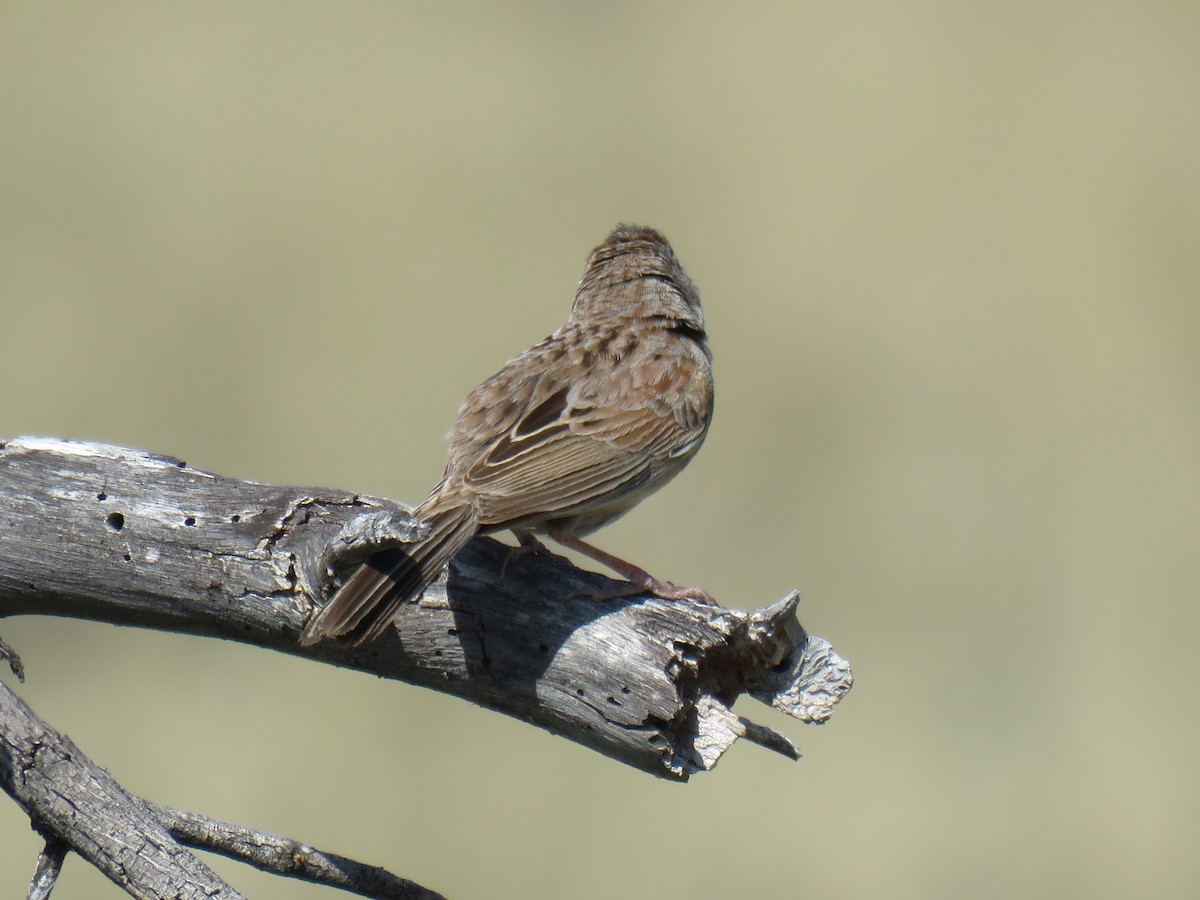 Botteri's Sparrow - ML232989921