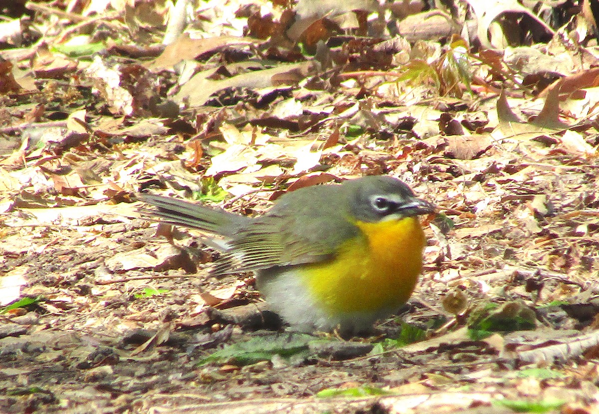 Yellow-breasted Chat - Ryan Serio