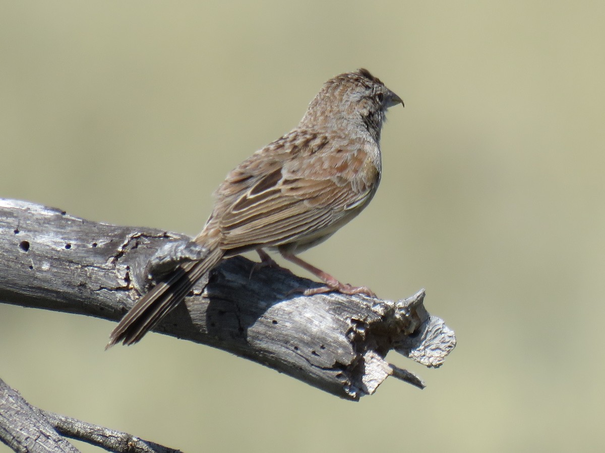 Botteri's Sparrow - ML232990351