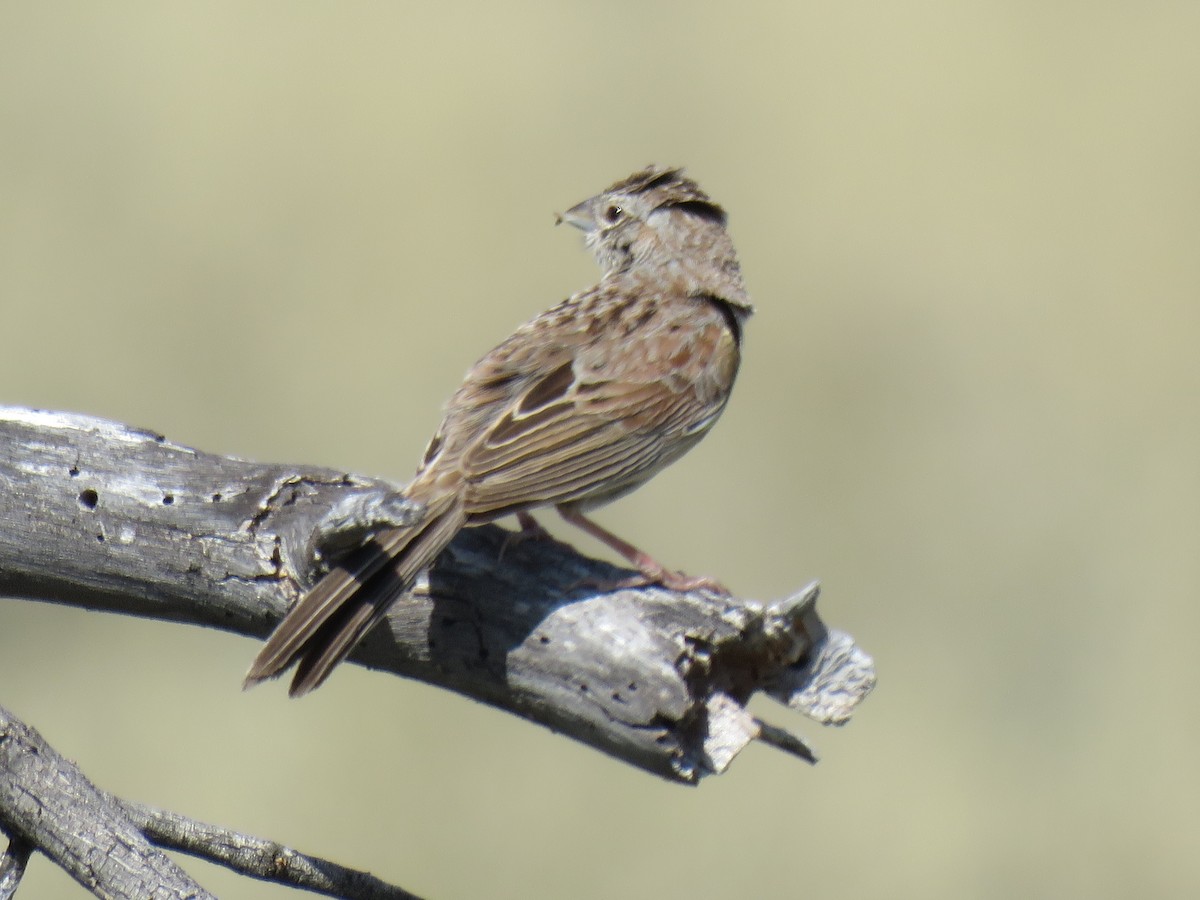 Botteri's Sparrow - ML232990361